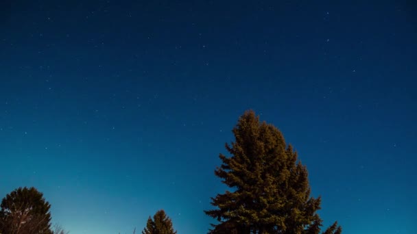 Träd stjärnor i moln natten timelapse — Stockvideo