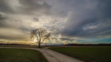 ağaç güneş bulutlar timelapse