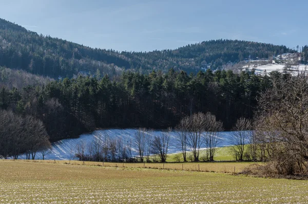 Alberi sulla foresta — Foto Stock