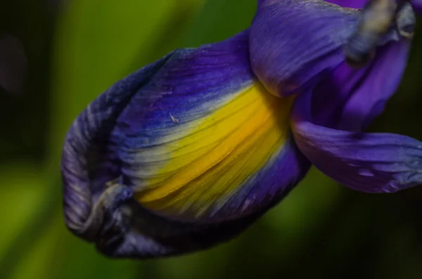 Flor amarilla púrpura — Foto de Stock