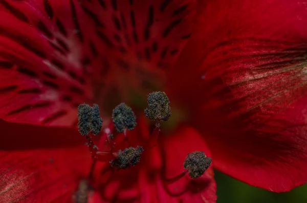 Detalle floraciones rojo oscuro —  Fotos de Stock