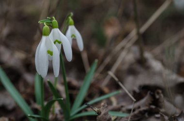 Üç kardelen görünümü