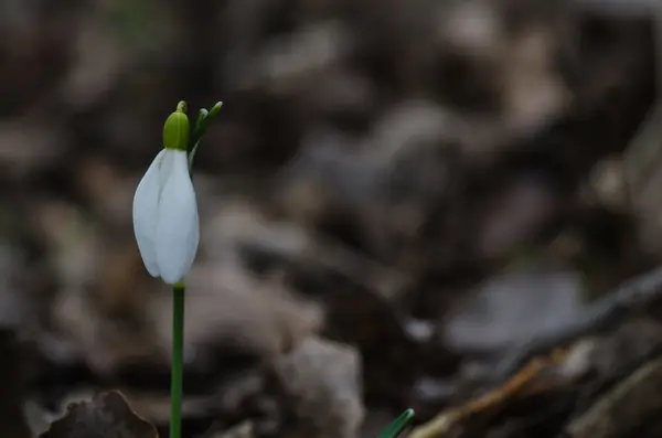 Single snowdrop in forest — Stock Photo, Image