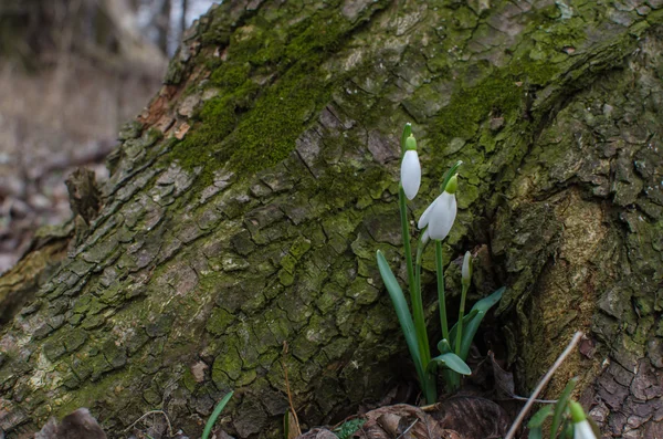 Snowdrops μεγάλο δέντρο — Φωτογραφία Αρχείου