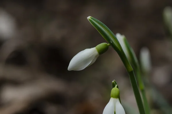 Sneeuwklokjes bloemen bekijken — Stockfoto