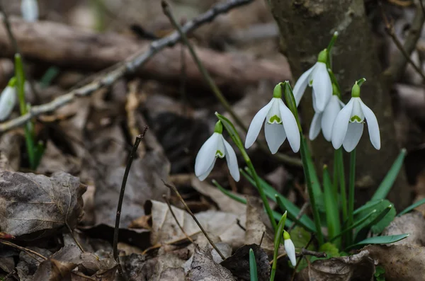 Gotas de neve na floresta — Fotografia de Stock