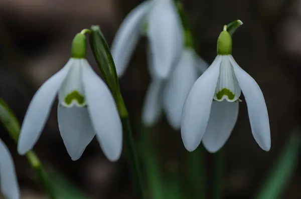 Flores de gotas de neve — Fotografia de Stock