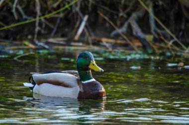 dere içinde ördek yüzerler
