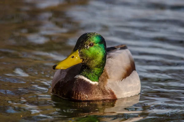 Pequeño pato flota en el agua en primavera — Foto de Stock