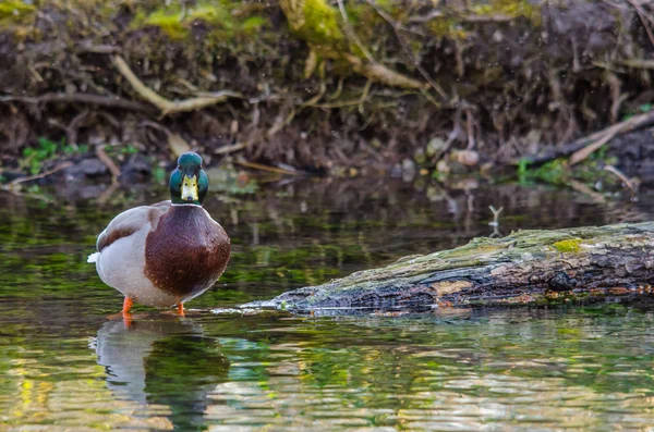 Duck standing in shallow water and looks — Stock Photo, Image