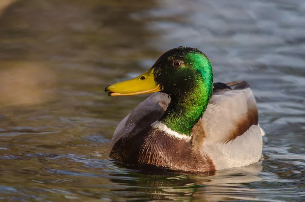 Duck swims in creek — Stock Photo, Image