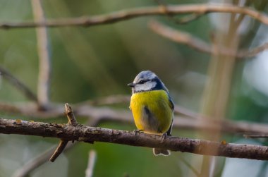 Bluetit dalı