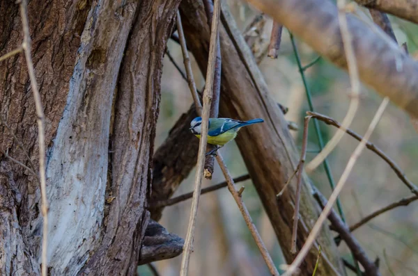 Bluetit на старое дерево — стоковое фото