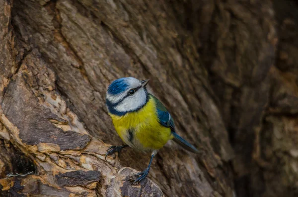 Bluetit kroucená hlava — Stock fotografie