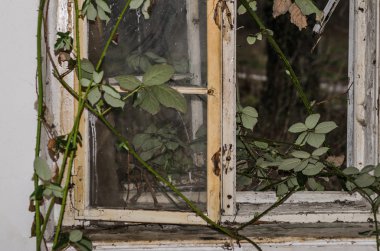 böğürtlen bir pencere tarafından