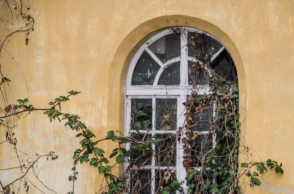 建物の草に覆われた窓 — ストック写真