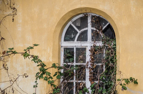 Overwoekerd windows van gebouw — Stockfoto