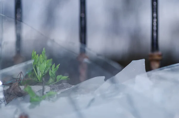 Plantera i ett trasigt fönster — Stockfoto