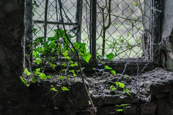 Növények a rácsos ablakban — Stock Fotó