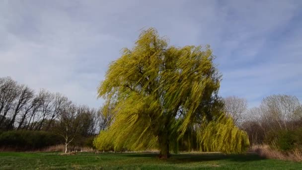 Oude weeping willow tree natuur — Stockvideo