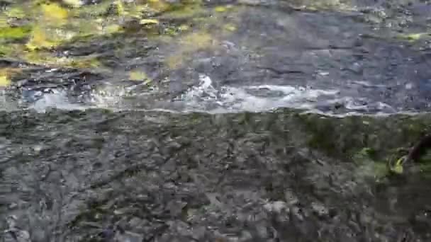 Pequeña cascada naturaleza — Vídeo de stock