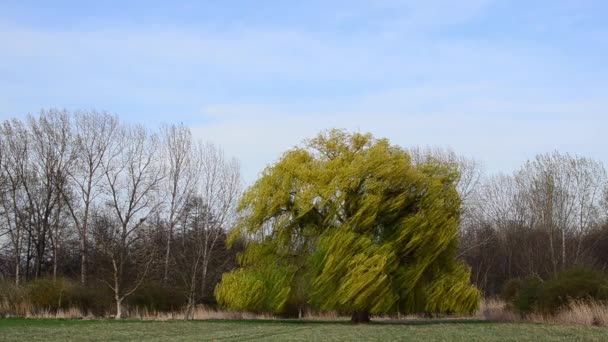 Large weeping willow tree wind — Stock Video