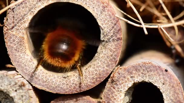 Pszczoła insecthotel makro — Wideo stockowe