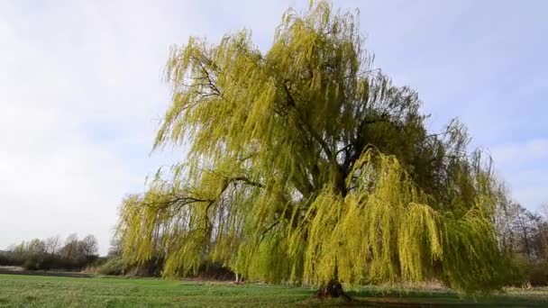 Weeping willow tree blowing wind — Stock Video