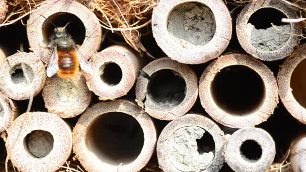 Пчелиный хвост — стоковое видео