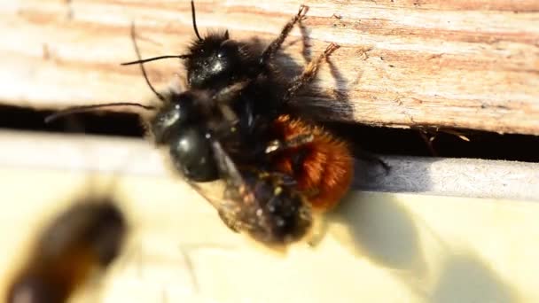 Abeja amor primavera — Vídeo de stock