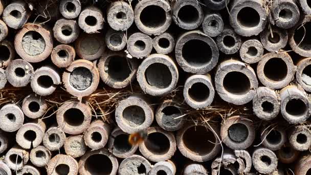 Bees fight insect hotel — Stock Video