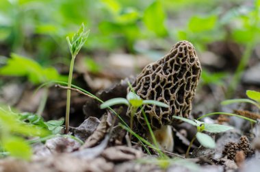 Morel ormandaki