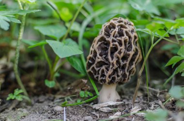 Morel orman ve Bahar