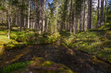küçük vahşi creek