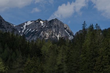 dağ ve yeşil orman