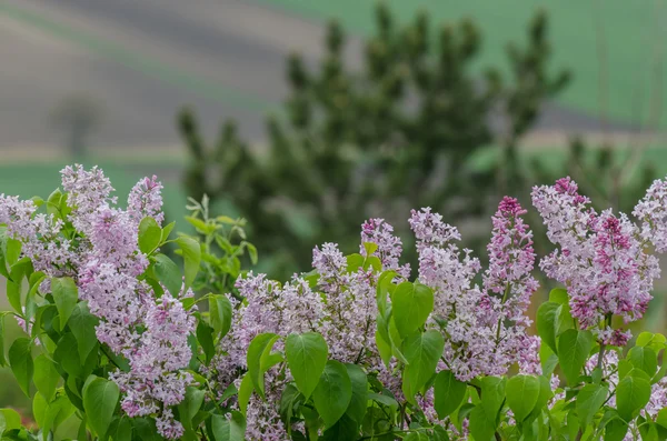 Lilla fresca e profumata in primavera — Foto Stock