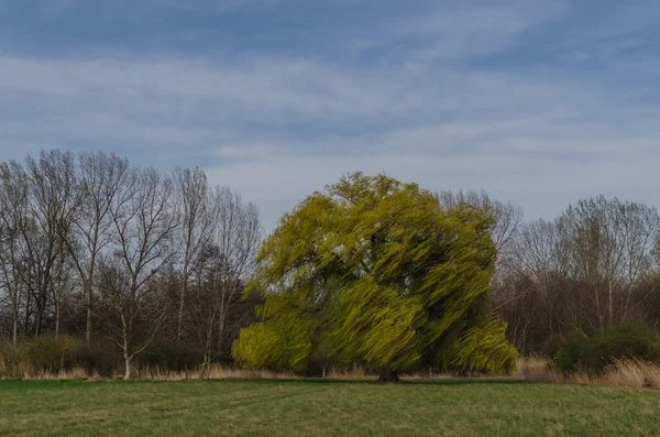 Großer Baum mit Wind — Stockfoto