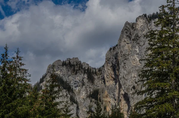 Tannen und hohe Berge — Stockfoto