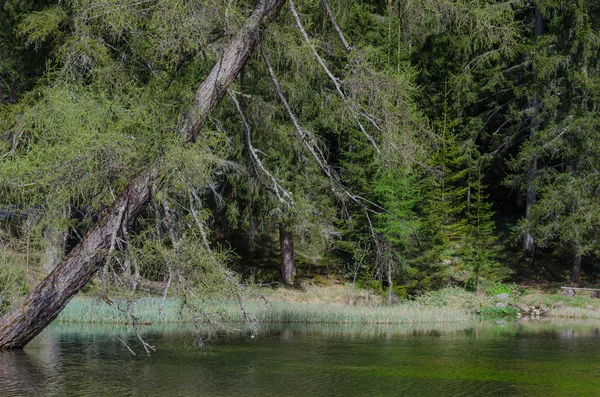 Drzewo jezioro — Zdjęcie stockowe