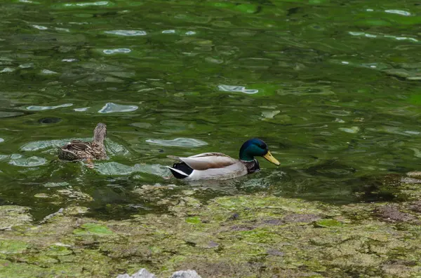 Dos patos en el lago —  Fotos de Stock