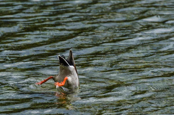 Plongée canard au lac — Photo