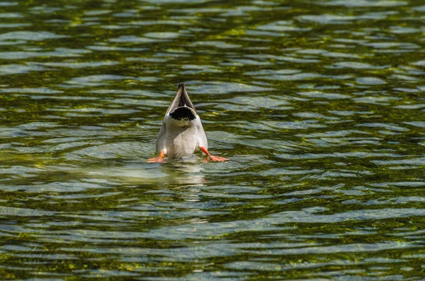 Canard avec tête sur le lac — Photo