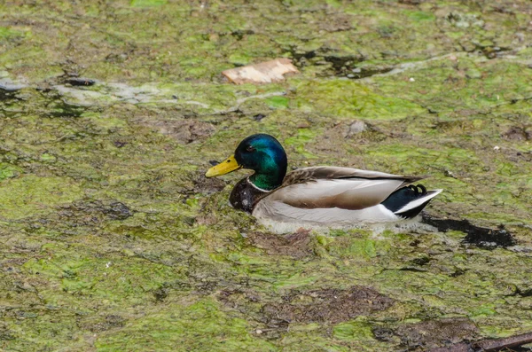 Duck on muddy lake — Stock Photo, Image