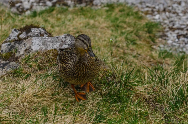 Pato sentado en la hierba — Foto de Stock