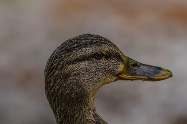 Visão da cabeça do pato — Fotografia de Stock