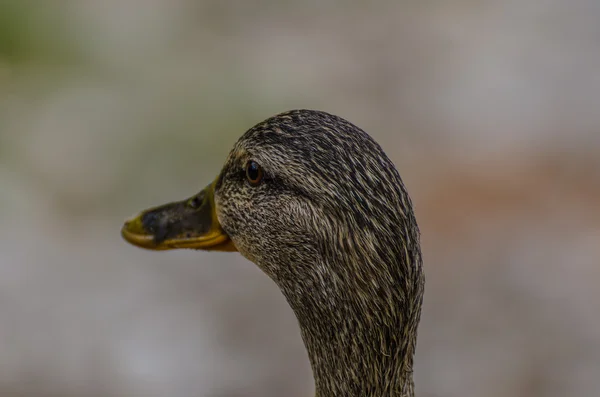 Yan görünümünde ördek — Stok fotoğraf