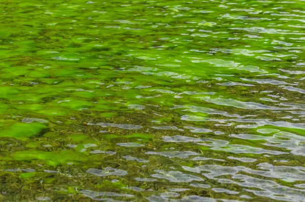 Зеленые водоросли на озере — стоковое фото