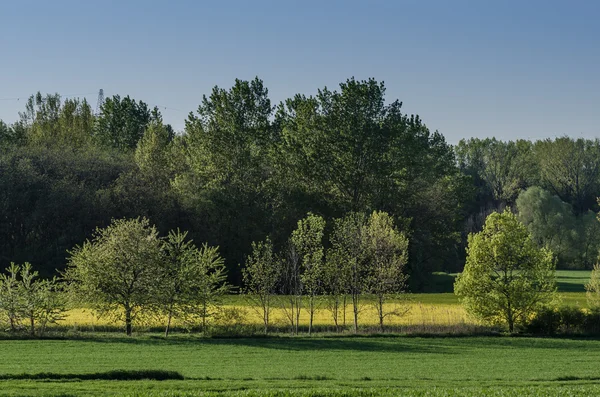 Árvores na paisagem natural — Fotografia de Stock
