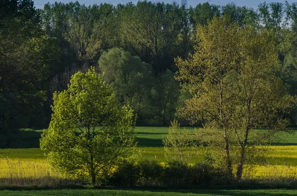 Duas árvores na natureza verde — Fotografia de Stock