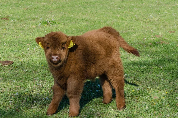赤ちゃんのハイランド牛 — ストック写真